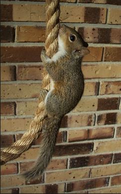 squirrelrope
