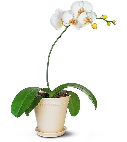 orhidee istutamine